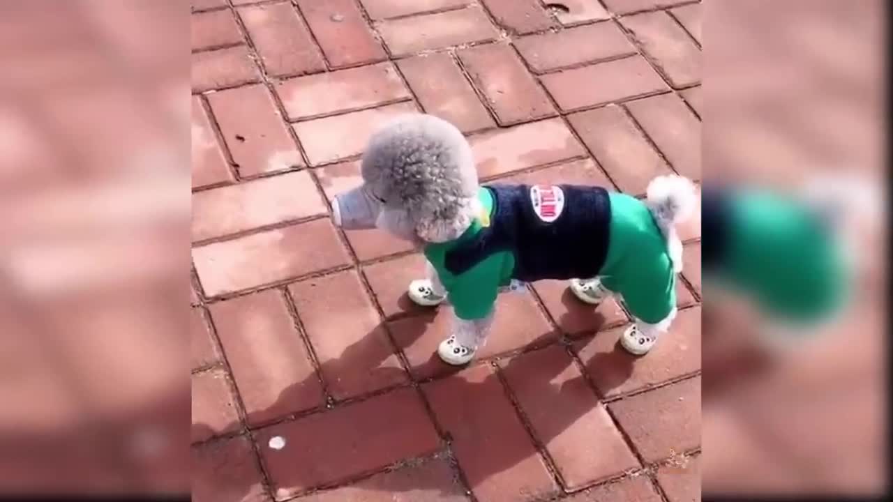 Baby dog dance | Cute dog