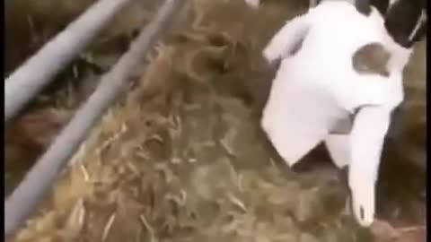 Cow Drop Kicks A Man