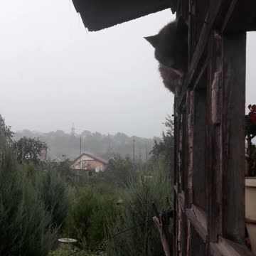 Serge the cat loves the rain