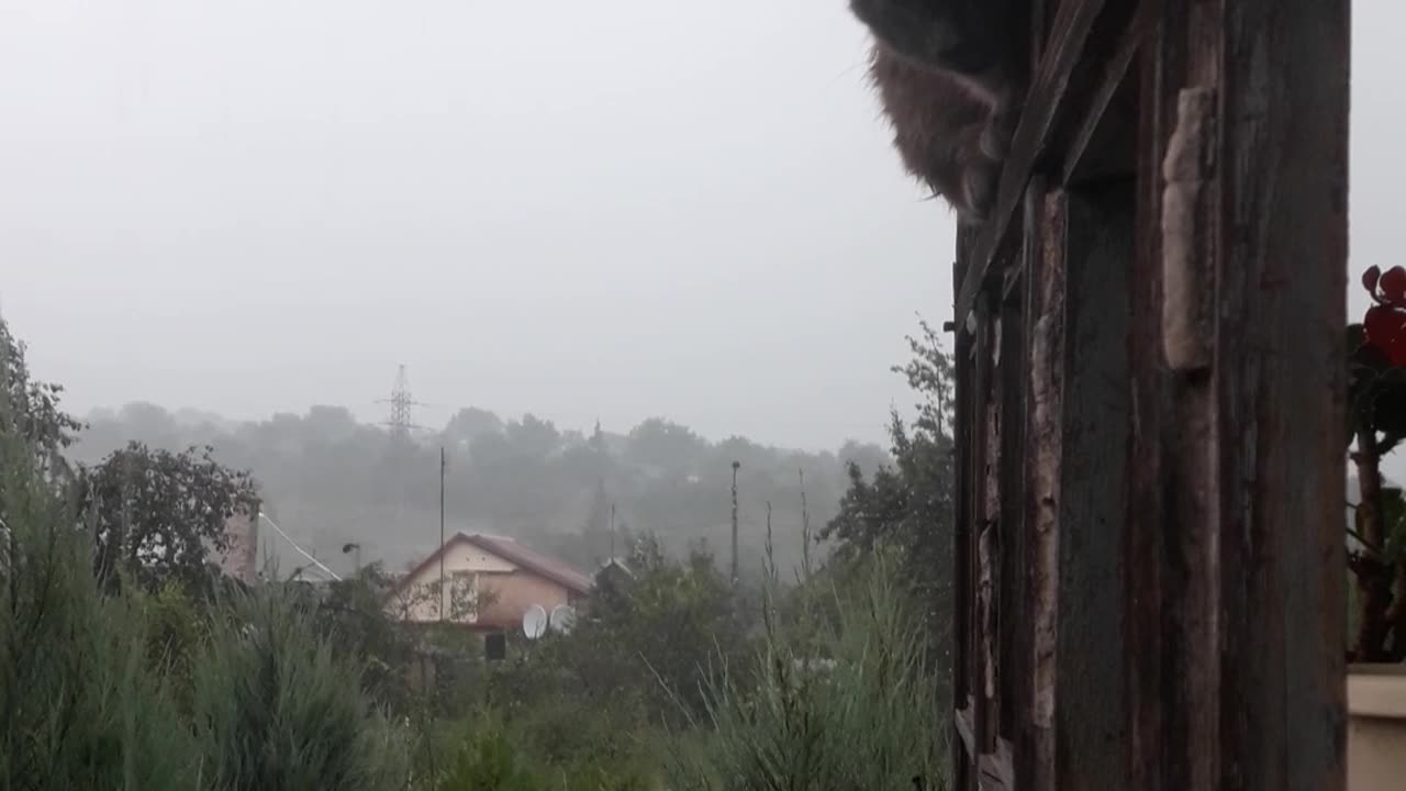 Serge the cat loves the rain