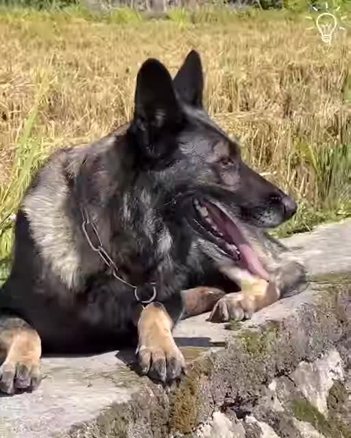 Words are better than deeds. Instructor Ye is very dedicated in training dogs