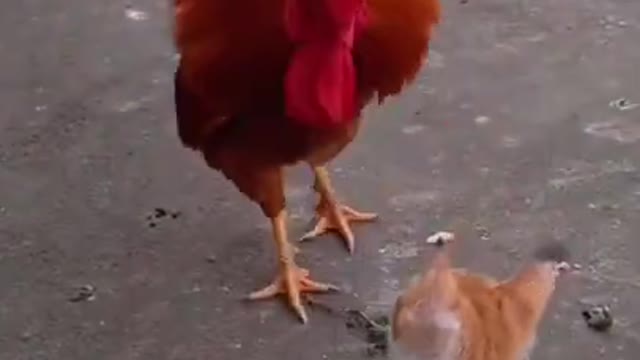 Cat and cock funny fighting scene#shorts