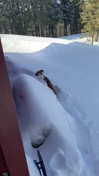 Puppy playing in snow