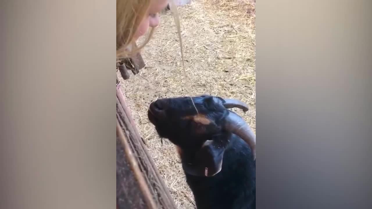 The goat just wants to kiss that girl!