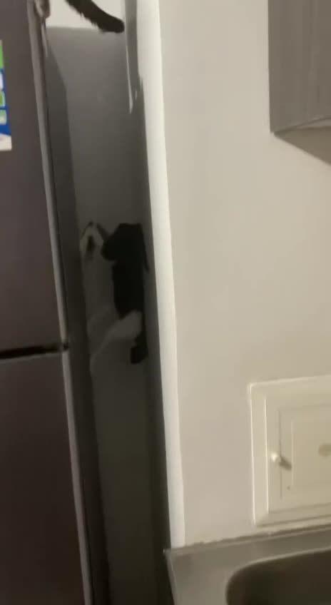 Anti gravity kitty 😱