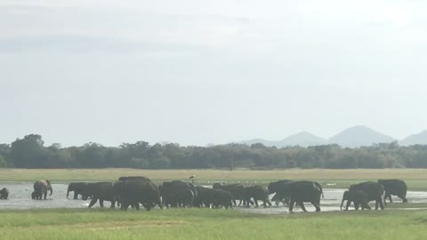 Amazing Asian Elephants