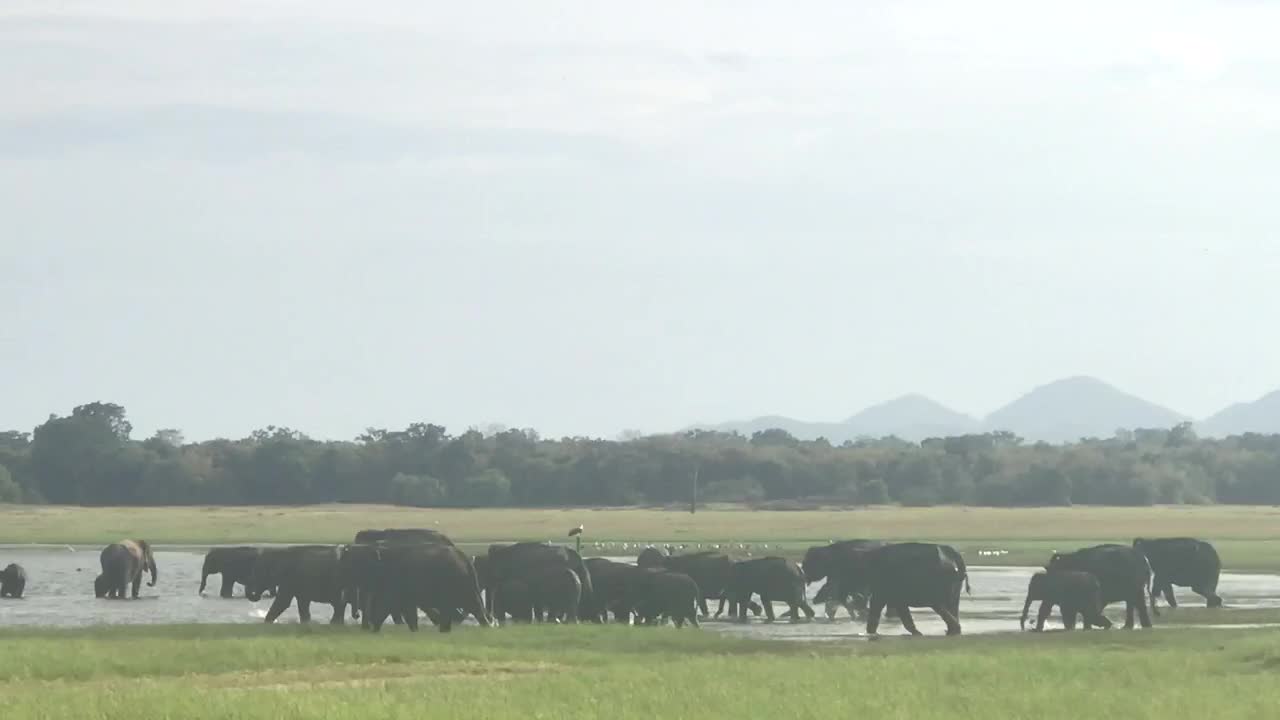 Amazing Asian Elephants