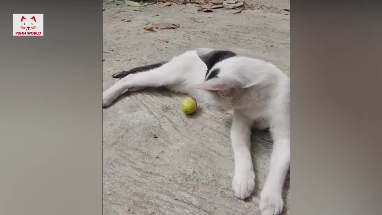 Cute Cat Shorts