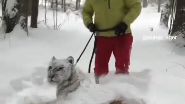 Adorable and cuteness of animals when interacting to humans.