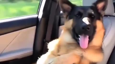 Dog lovers video funny video dog video-funny dog