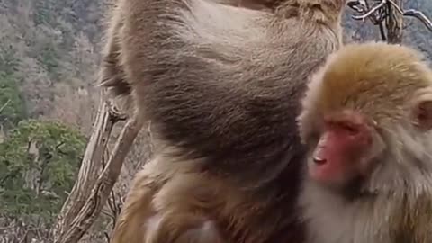 a Monkey Is Drinking