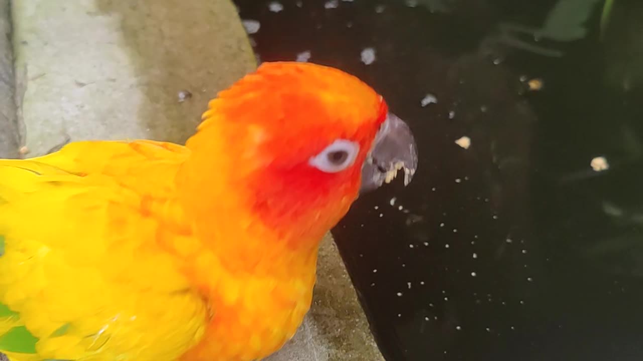 Bird Feeds Pellets To Hungry Fish