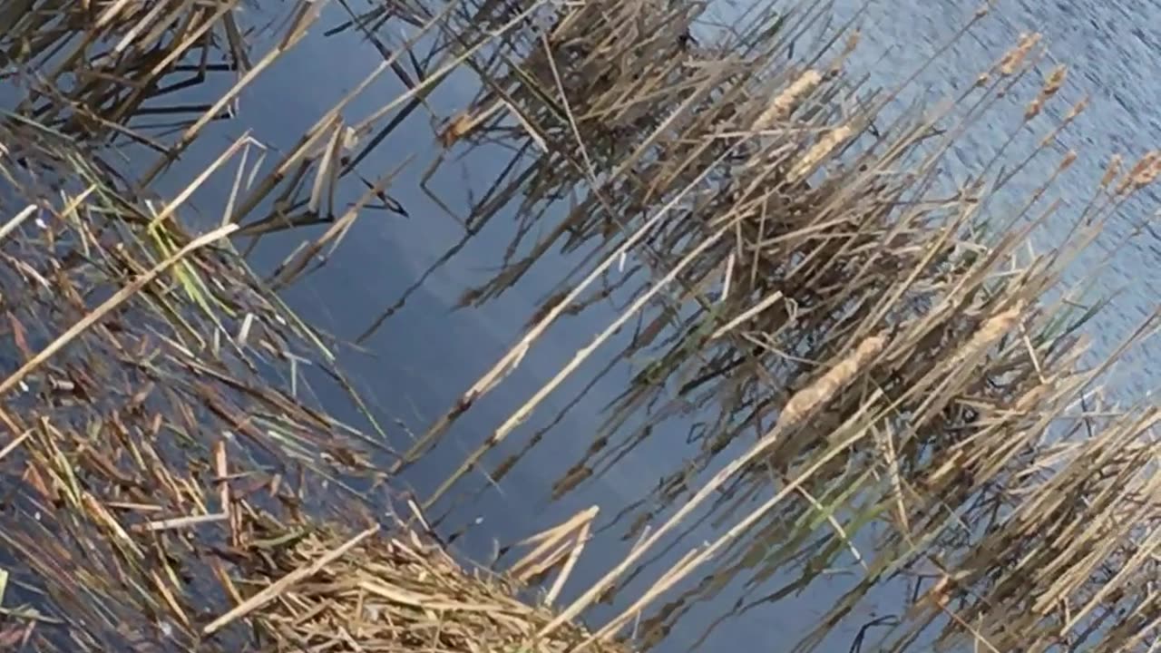 Schwan hat das Nest fertig gebaut