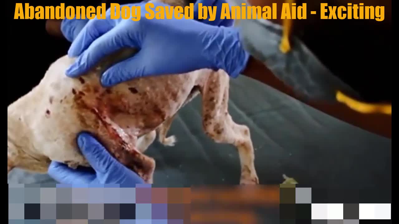 Abandoned Dog Saved by Animal Aid - Exciting