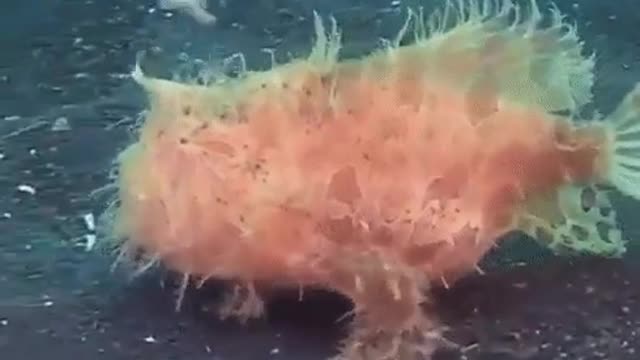 A fish with paws