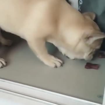 Top Funny Cute Dog Videos