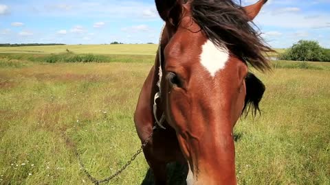 Horse in the field