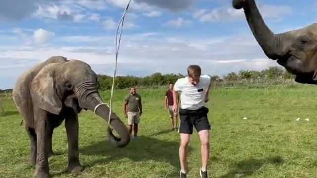 These animals are so incredibly smart and beautiful 🥺🐘