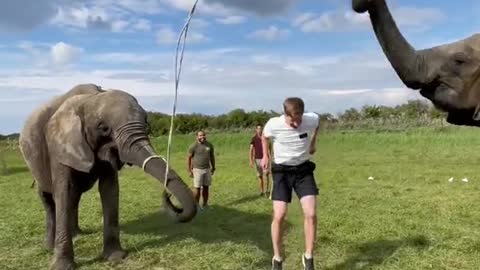 These animals are so incredibly smart and beautiful 🥺🐘