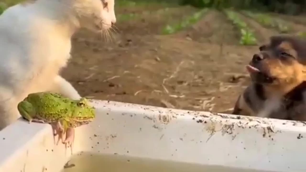 Cat funny moments