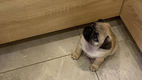 Tiny Demanding Pug Puppy