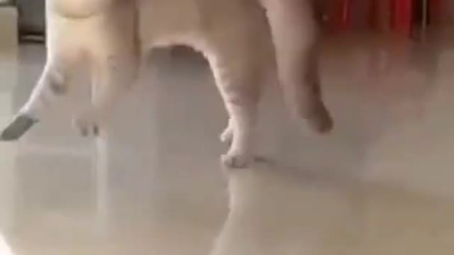 Kangaroo Cat??? 😂😂😂 Funny pets