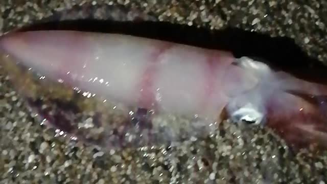 Big squid