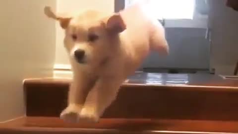 Best Funny Animal Videos 2022 😺 Funny Dog Videos 2022 😁 Funniest Dog Videos 😁😇