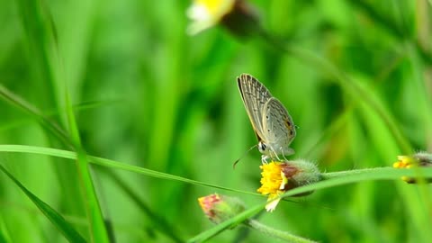 HD Beautiful Nature vedio.