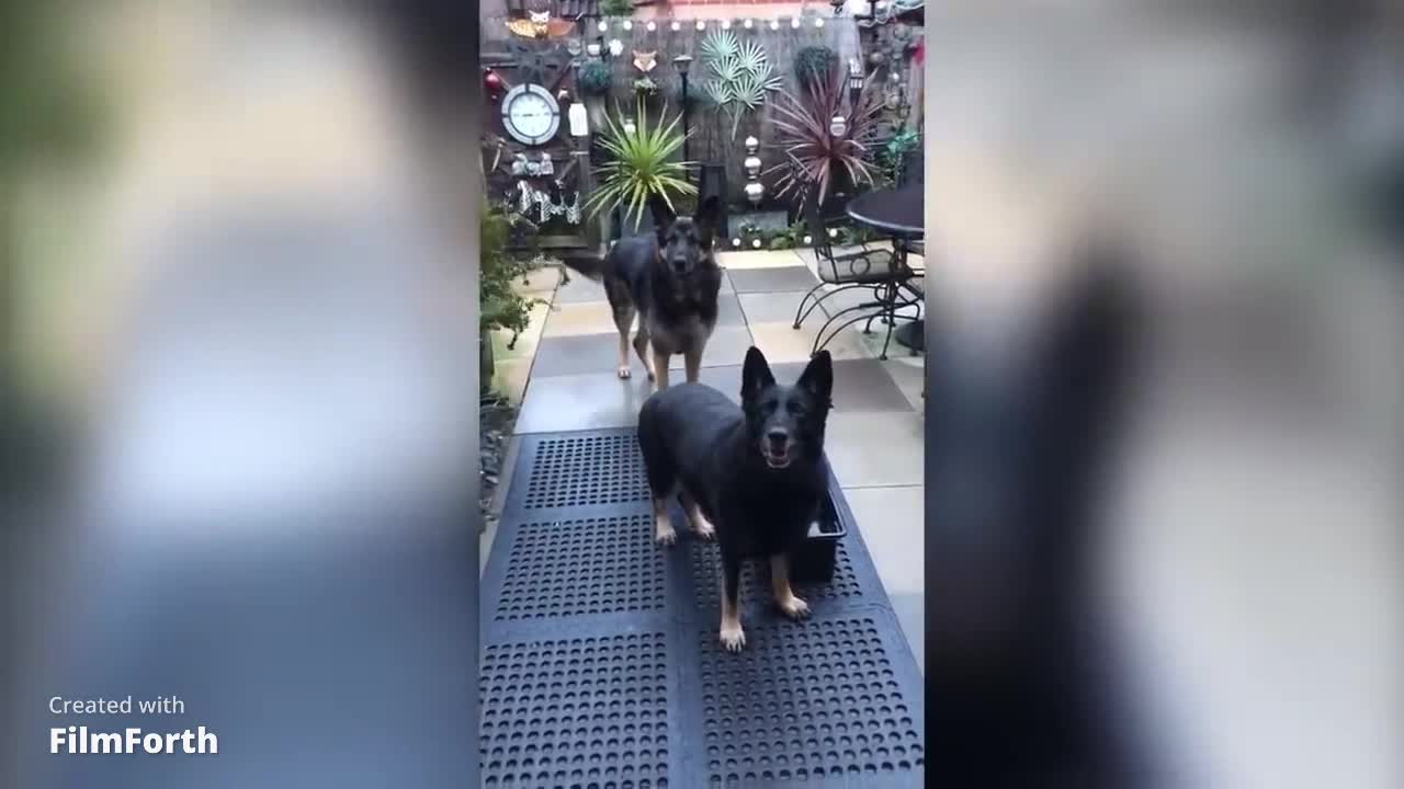 Funniest Dog Fail