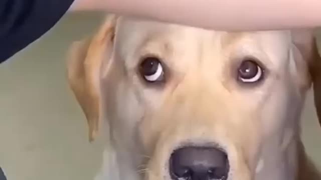 The dog is sad because the owner does not give candy.