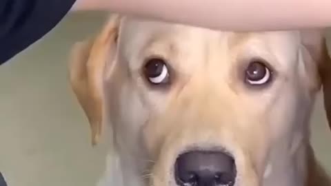 The dog is sad because the owner does not give candy.