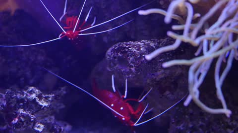 Beautiful tropical fish and lobster swimming in the ocean reef