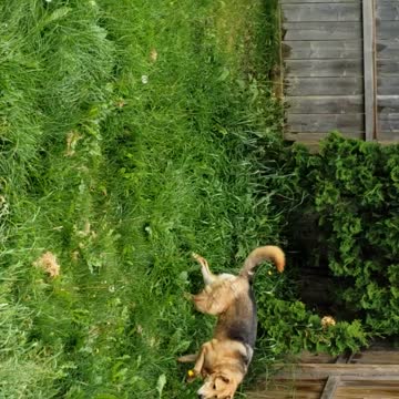 My Dog Name Babygirl