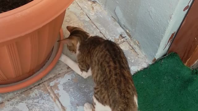 cat searching for insect under flower pot