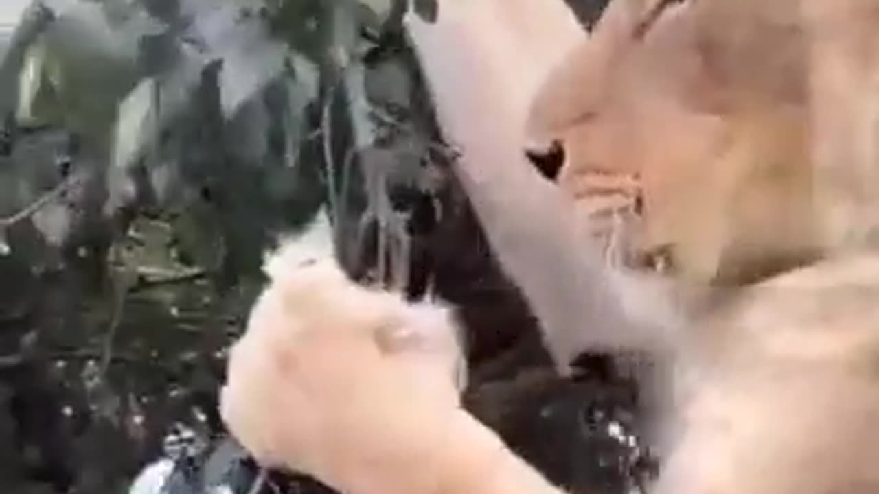Watch the lion eating grass and leaves #shorts #viral #shortsvideo #video
