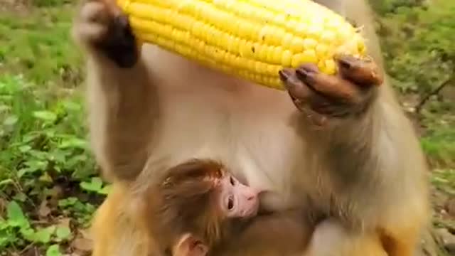 Lovely and Funny animals Lovely Monkeys Videos 2021-22