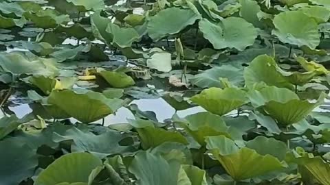 The dense lotus flowers in the lake are particularly beautiful