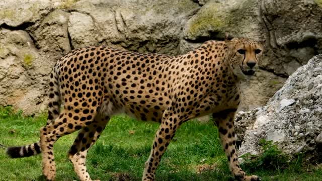 cheetah