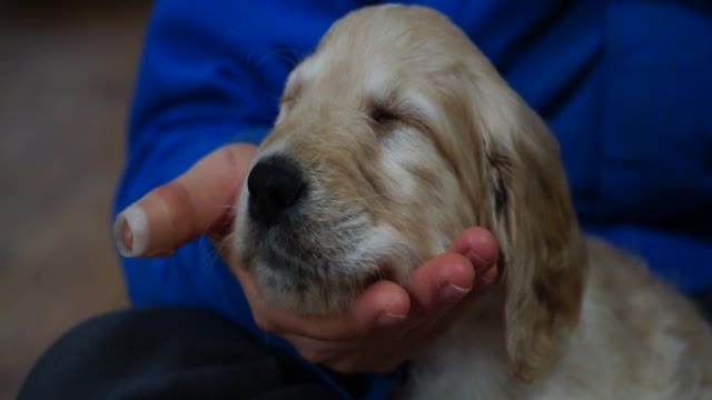 Baby dog ​​on the palm of a person