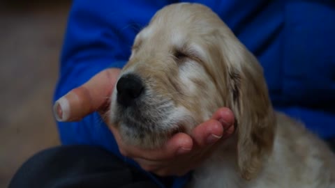 Baby dog ​​on the palm of a person