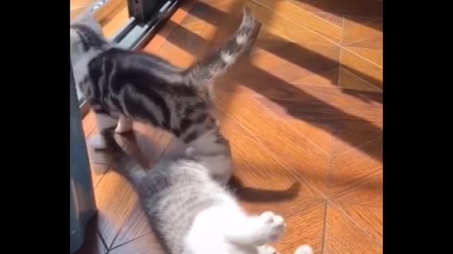 Funniest Cats 😹 - Don-t try to hold back Laughter 😂 - Funny Cats Life 06