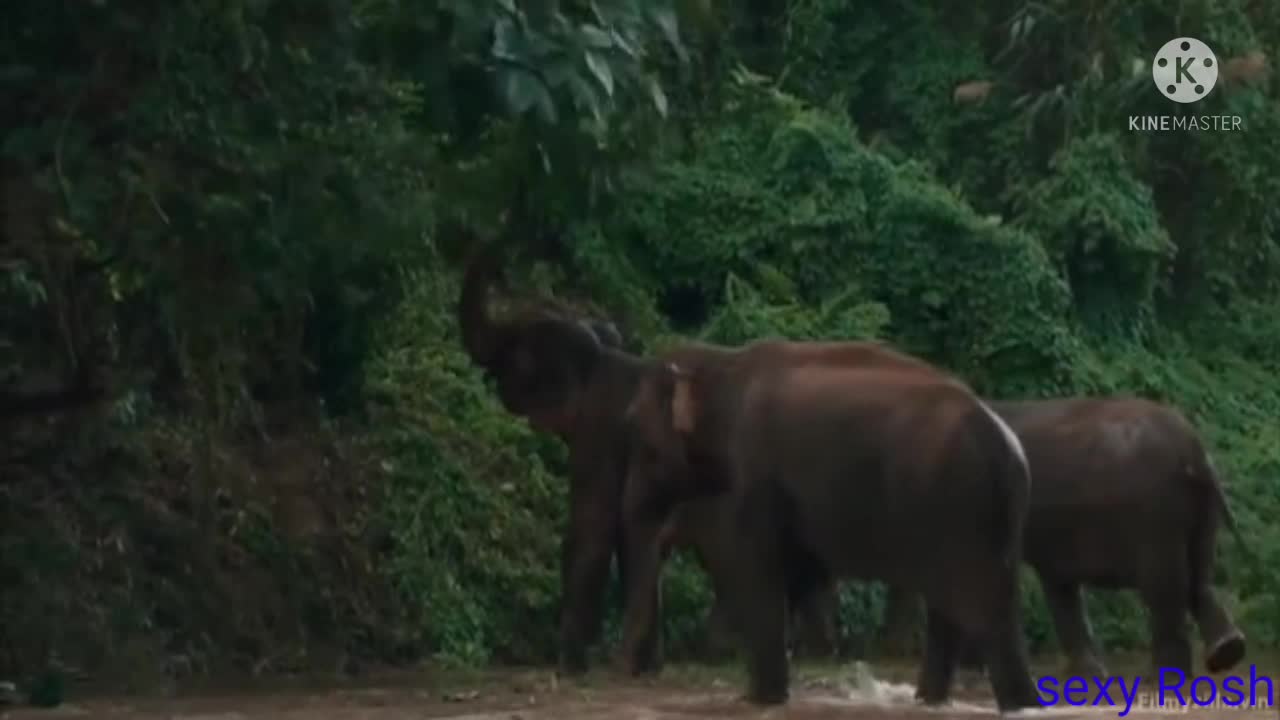 BABY ELEPHANT ENJOYING IN WATER