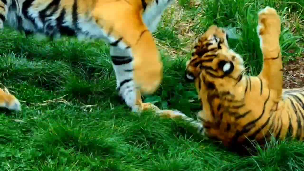 Tigers have their moments