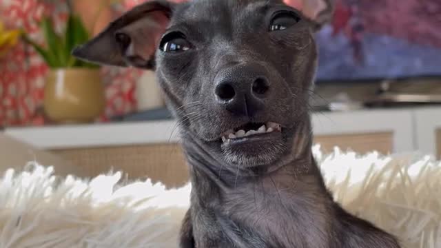 Animals funny videos trending shorts