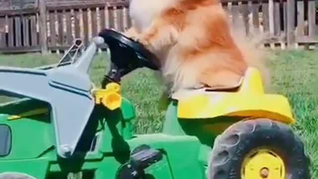 OMG |😲 THESE DOGS ARE SO 🐶 Ultimate Baby Dog |🐕SMART AND FUNNY ||🤣Funny Dog Videos 2021🤣 🐶|