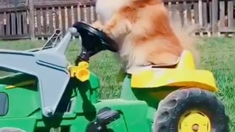 OMG |😲 THESE DOGS ARE SO 🐶 Ultimate Baby Dog |🐕SMART AND FUNNY ||🤣Funny Dog Videos 2021🤣 🐶|