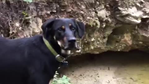 Owner dares black dog to jump into water and dog jumps in