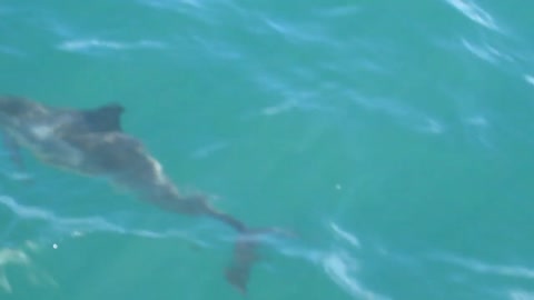 Kauai Dolphins