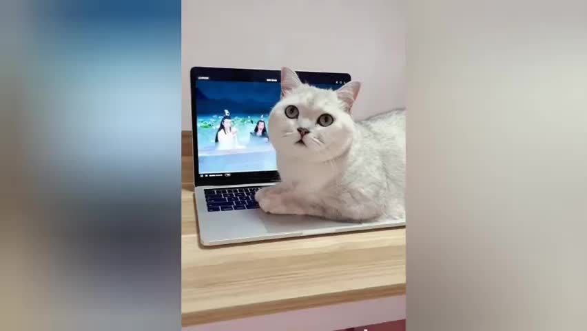 You can not beleive this funny cat😂😂